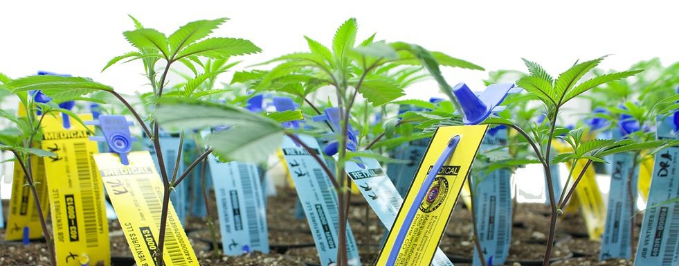 Metrc plant tags