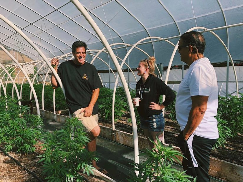 rocky mountain cannabis consulting